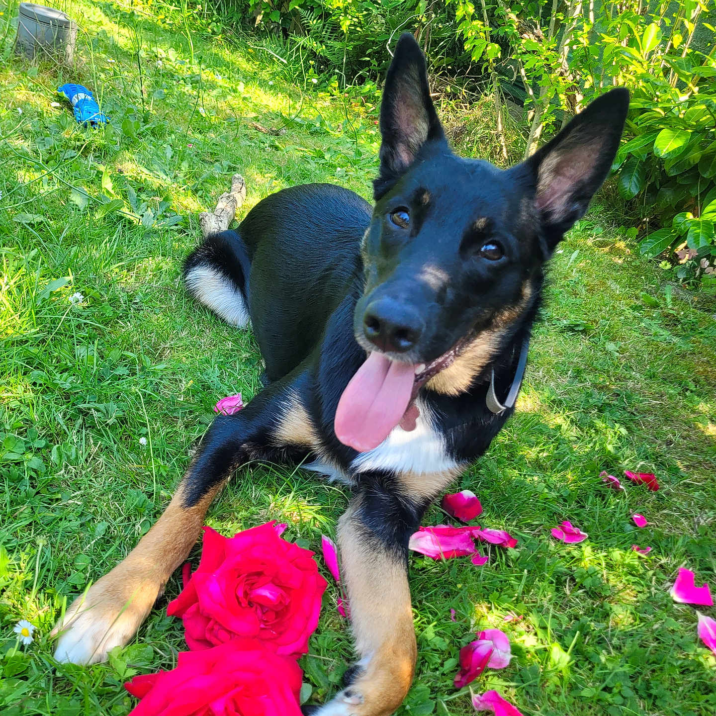 Loki participe au concours pour gagner de l'argent avec cette photo : animal, canine, dog, field, flower, flowerarrangement, flowerbouquet, geranium, germanshepherd, grass, grassland, hound, nature, outdoors, pet, petal, plant, puppy, rose, tree