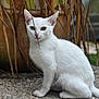 cat, white_cat, heterochromia, blue_eye, amber_eye, animal, pet, outdoor, plant, pot, stone_surface, fur, whiskers, sitting, young_cat, nature, mosaic, close_up, curious, feline