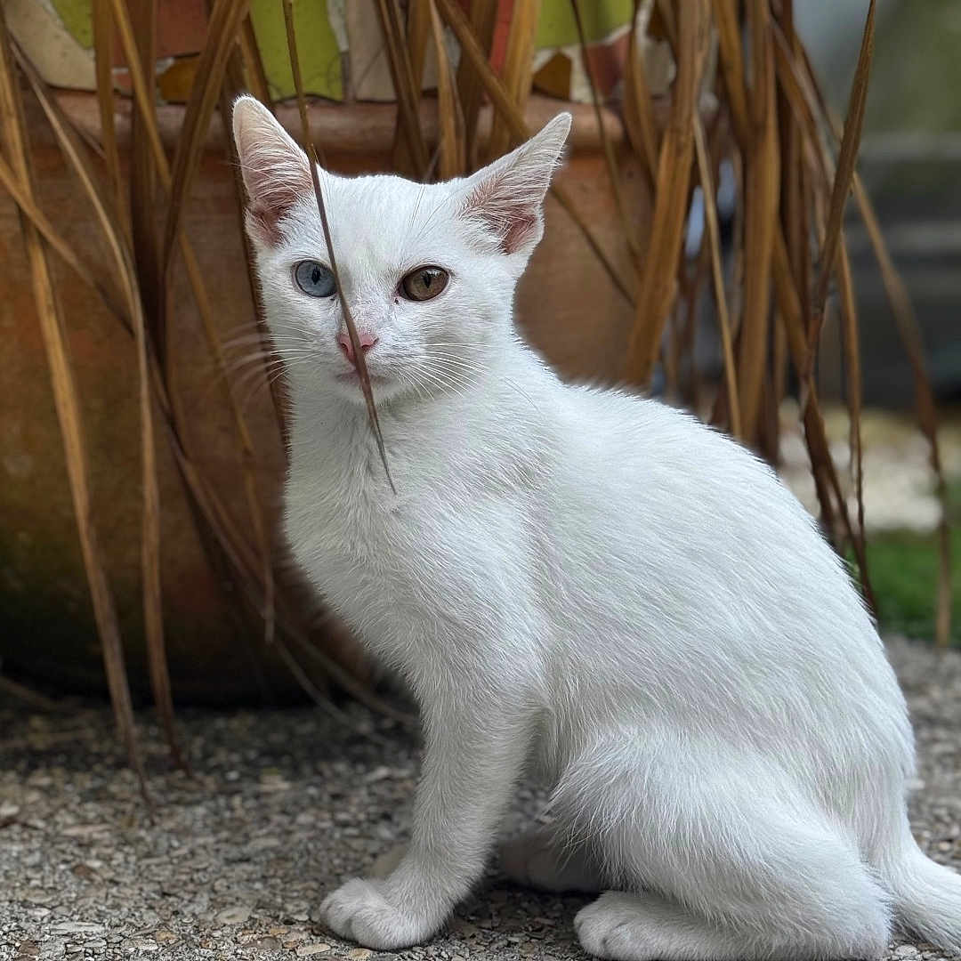 Hbiboo participe au concours pour gagner de l'argent avec cette photo : amber_eye, animal, blue_eye, cat, close_up, curious, feline, fur, heterochromia, mosaic, nature, outdoor, pet, plant, pot, sitting, stone_surface, whiskers, white_cat, young_cat