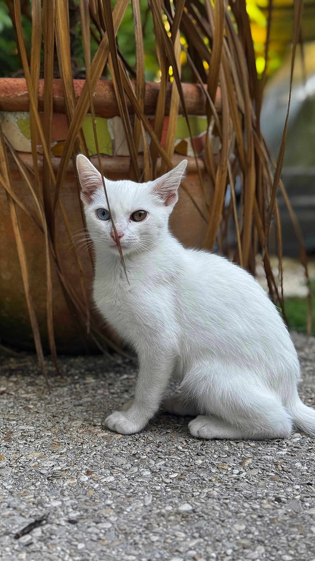 Hbiboo participe au concours pour gagner de l'argent avec cette photo : cat, white_cat, heterochromia, blue_eye, amber_eye, animal, pet, outdoor, plant, pot, stone_surface, fur, whiskers, sitting, young_cat, nature, mosaic, close_up, curious, feline