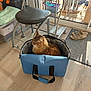 Gribouille participe au concours pour gagner de l'argent avec cette photo : cat, tabby_cat, pet, indoor, soft_carrier_bag, wooden_floor, stool, table, glass_door, sunlight, household_items, slippers, plastic_container, towel, carpet, furniture, domestic, cozy, resting, furry