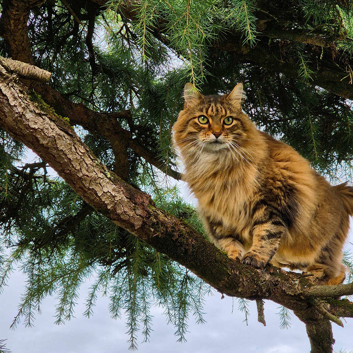 Gribouille a rejoint le concours — aidez-le/la à gagner de superbes lots ! animal, branch, brown, canopy, cat, cloudy_sky, fluffy, forest, fur, greenery, looking, moss, nature, outdoor, perched, pet, pine_needles, tabby, tree, wildlife