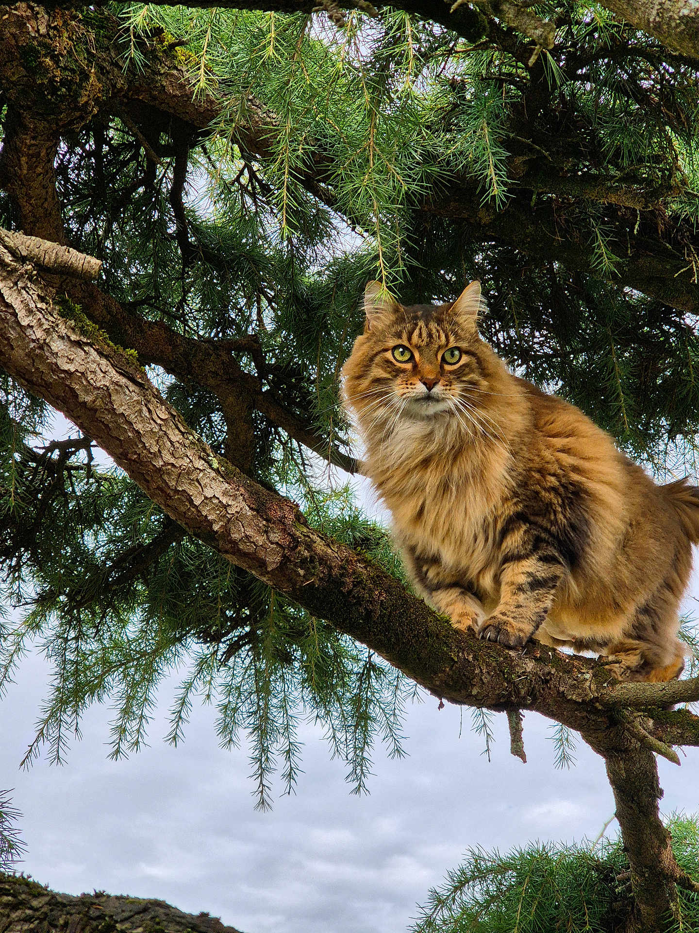 Gribouille a rejoint le concours — aidez-le/la à gagner de superbes lots ! cat, tree, branch, fur, brown, tabby, outdoor, nature, greenery, pine_needles, cloudy_sky, animal, pet, moss, wildlife, looking, perched, fluffy, forest, canopy
