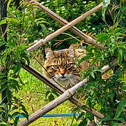 Gribouille a rejoint le concours — aidez-le/la à gagner de superbes lots ! cat, tabby, animal, outdoor, greenery, plants, vines, wooden_lattice, nature, garden, feline, pet, curious, eyes, face, fur, leaves, summer, daylight, wildlife