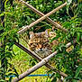 cat, tabby, animal, outdoor, greenery, plants, vines, wooden_lattice, nature, garden, feline, pet, curious, eyes, face, fur, leaves, summer, daylight, wildlife