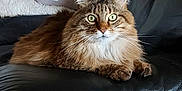 Gribouille a rejoint le concours — aidez-le/la à gagner de superbes lots ! cat, tabby_cat, fluffy, green_eyes, leather_couch, black_couch, pillow, blanket, indoor, pet, feline, relaxing, resting, fur, whiskers, alert, home_interior, cozy, animal, domestic_animal