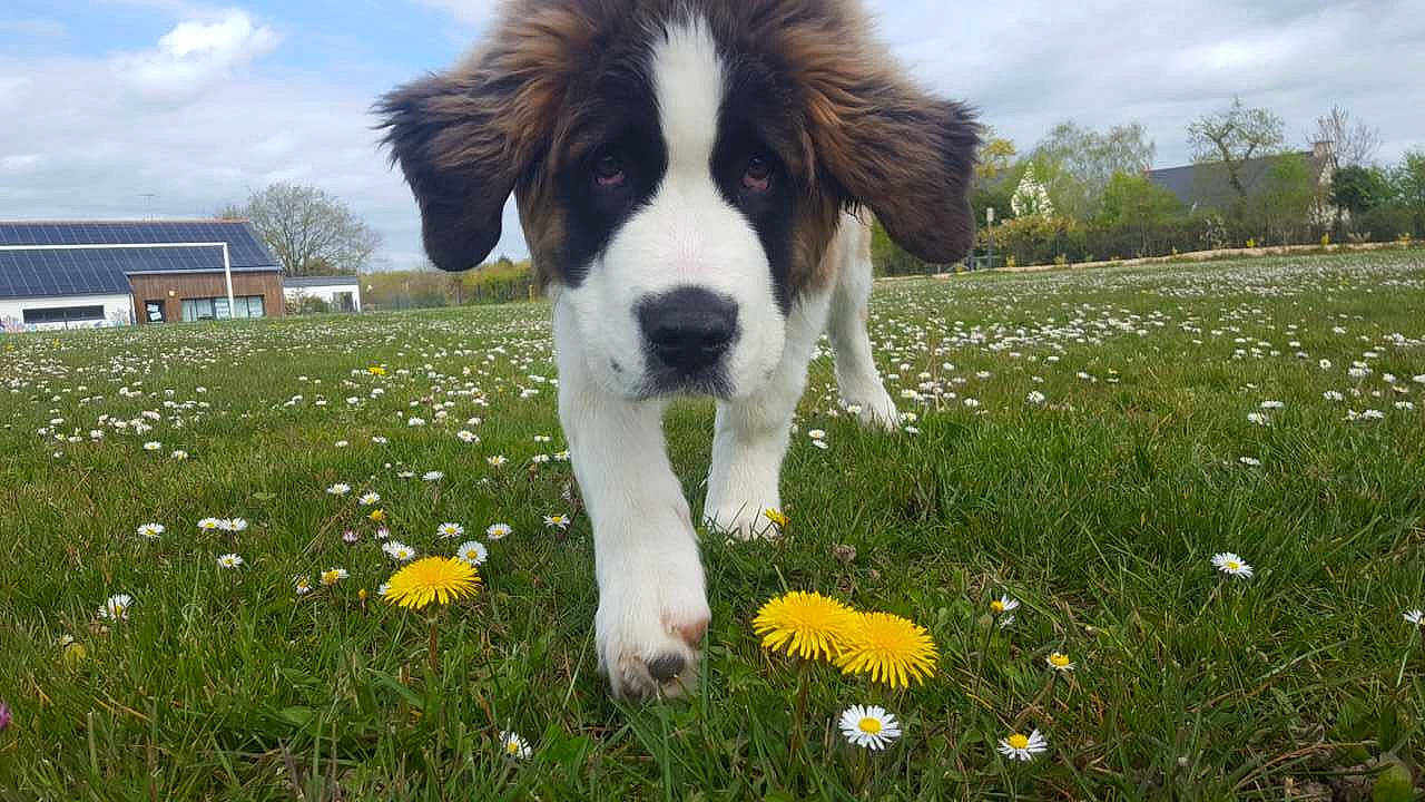 Petrus a rejoint le concours — aidez-le/la à gagner de superbes lots ! ball, carnivore, cloud, companion_dog, dog, dog_breed, flower, grass, grassland, gun_dog, happy, lawn, meadow, pasture, people_in_nature, plant, prairie, sky, tail, tree
