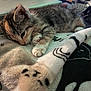 Gracie joined the competition — help win amazing prizes! animal, blanket, cat, closeup, comfort, cozy, cute, feline, fur, indoor, kitten, nap, paw, pet, resting, sleeping, soft, striped, tabby, young