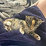 Gracie is registered to the contest to win money with this photo: animal, bedroom, blanket, comfort, cozy, cute, domestic, feline, fur, indoor, kitten, laundry_basket, nap, patterned_blanket, paw, pet, relaxing, sleeping, small, soft