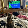 animal, blanket, cat, cat_prints, colorful, cozy, curiosity, fan, furniture, household_items, indoor, kitten, living_room, pets, resting, small_animal, soft_texture, television, tv_screen, wooden_beam