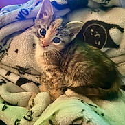Gracie is registered to the contest to win money with this photo: kitten, cat, tabby, young, pet, animal, fur, whiskers, ears, blanket, cozy, indoor, cute, small, sleepy, domestic, feline, soft, resting, curious
