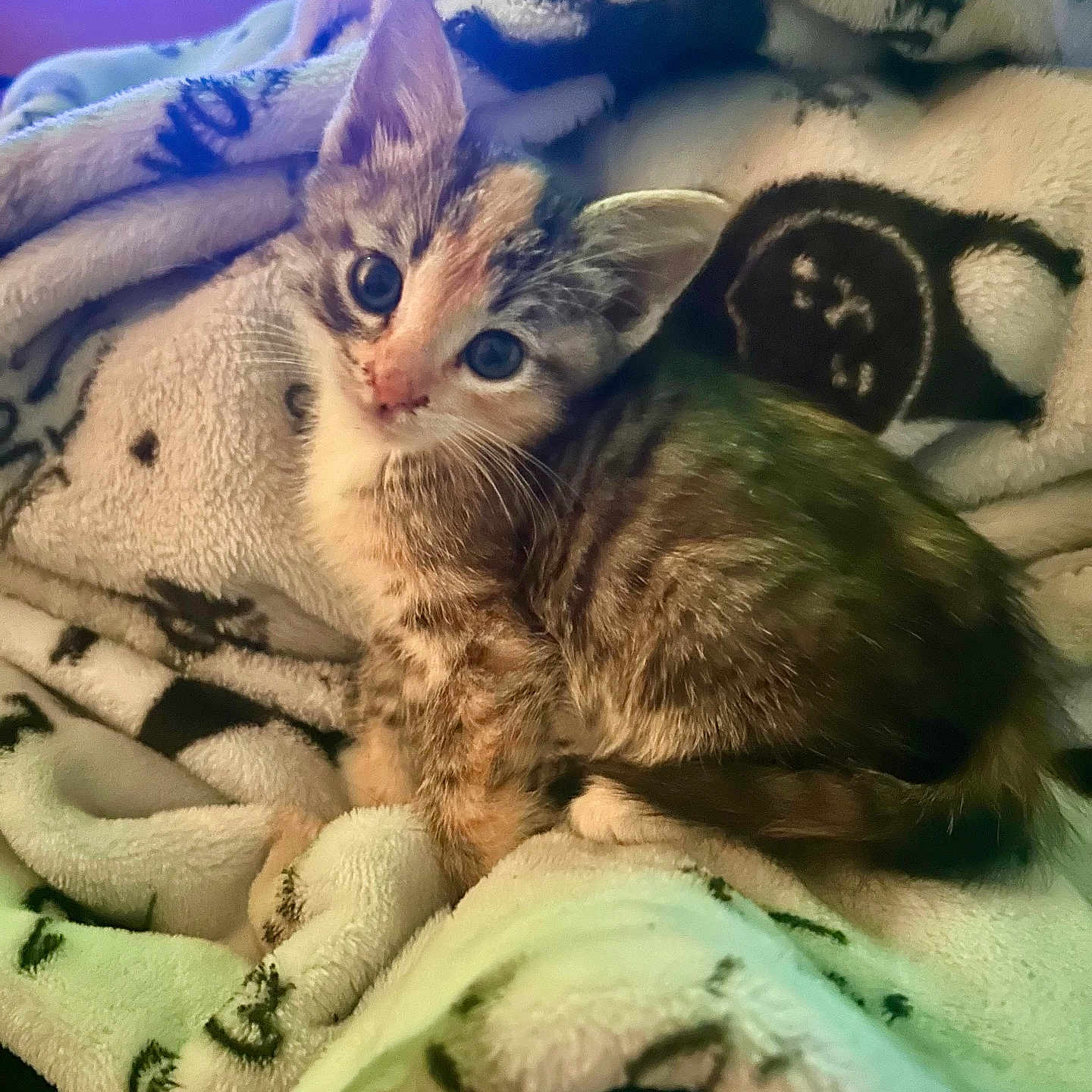 Gracie is registered to the contest to win money with this photo: animal, blanket, cat, cozy, curious, cute, domestic, ears, feline, fur, indoor, kitten, pet, resting, sleepy, small, soft, tabby, whiskers, young