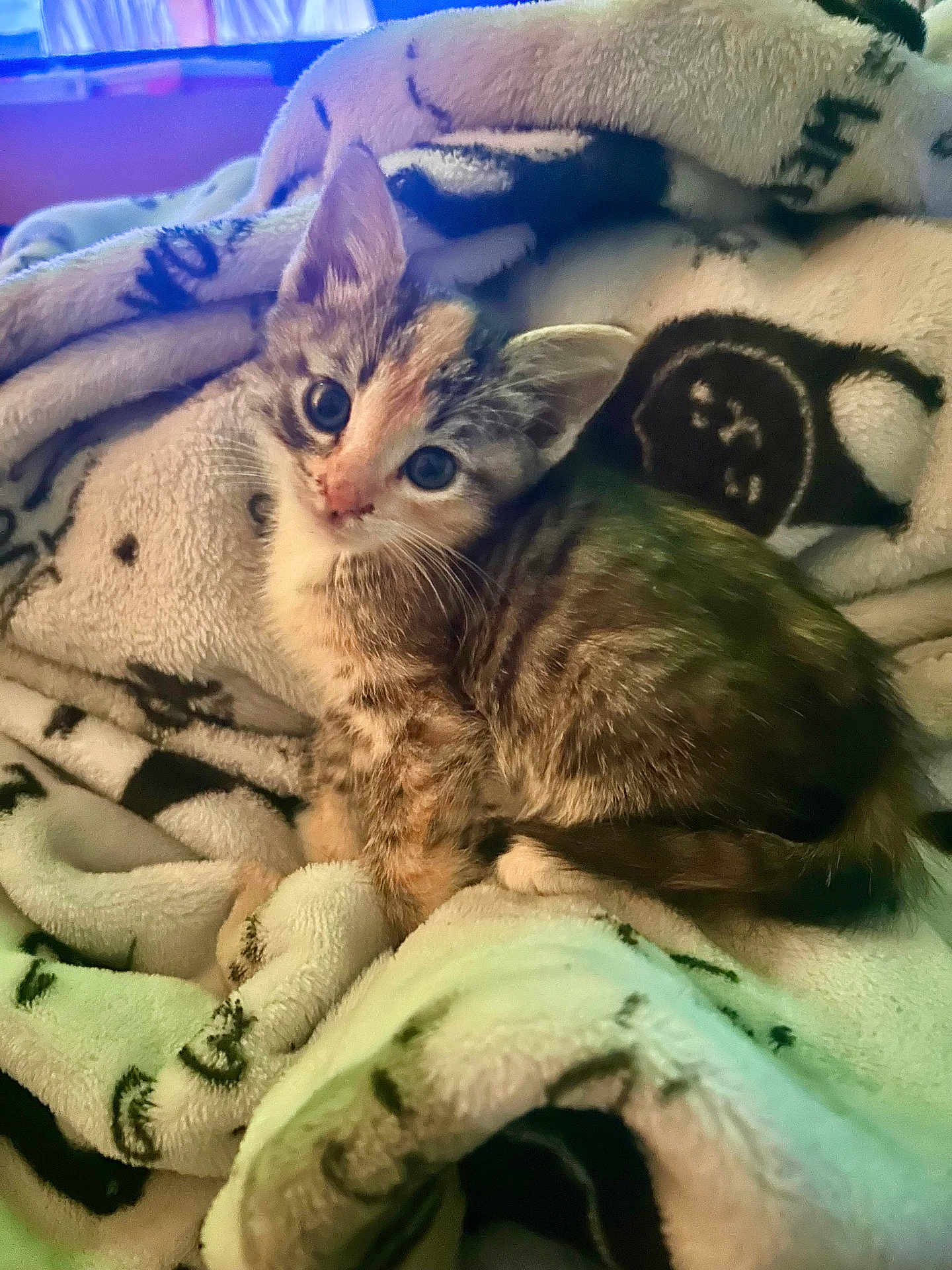 Gracie