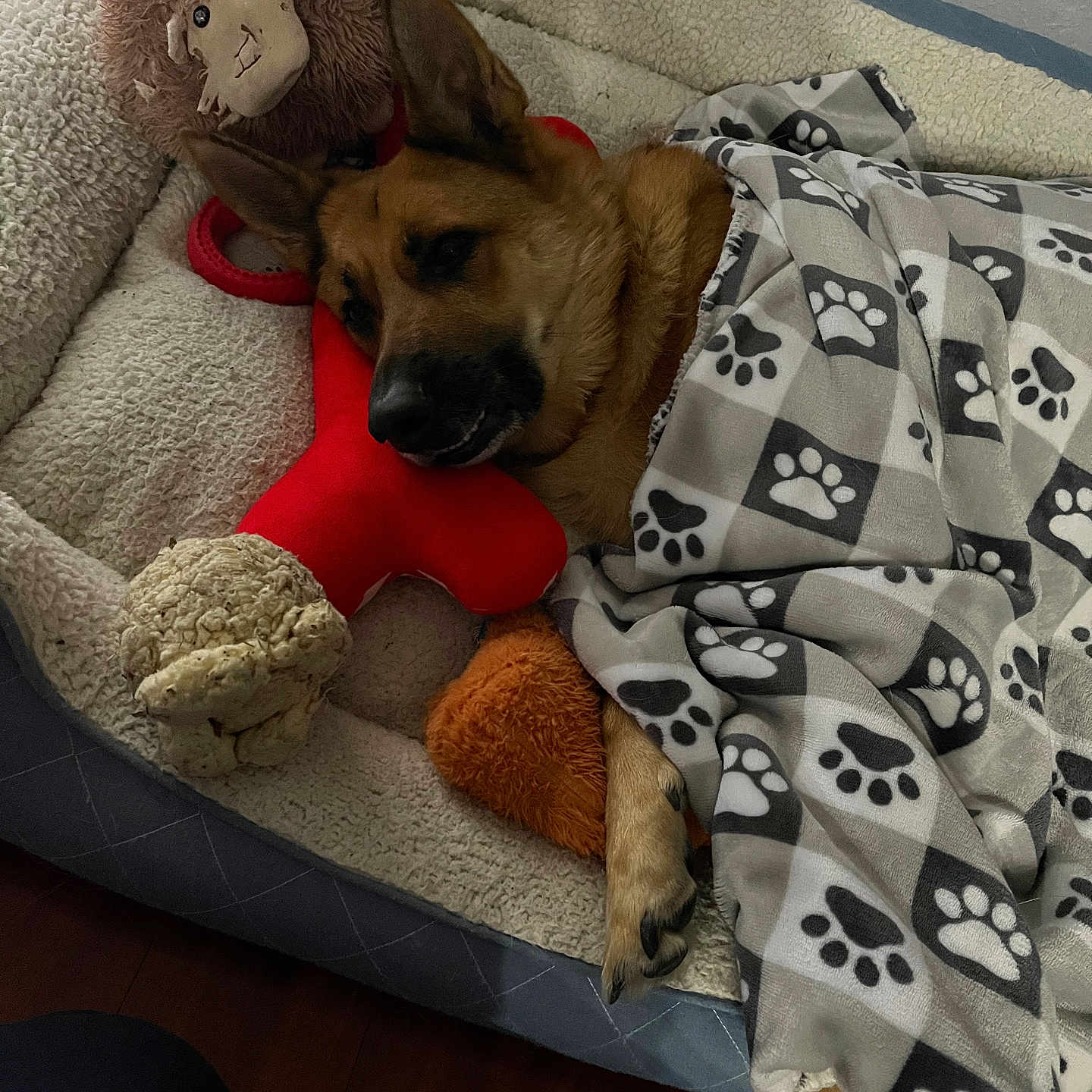 Sasha is registered to the contest to win money with this photo: animal, bed, blanket, canine, couch, crib, cushion, dog, dogbed, furniture, homedecor, hound, infantbed, linen, person, pet, puppy, quilt, sleeping, toy