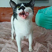 Vidalia joined the competition — help win amazing prizes! cat, black_and_white, animal, pet, feline, teeth, mouth_open, whiskers, blanket, couch, indoor, fur, green_eyes, tail, paws, home, cute, close_up, expression, resting_place