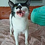 cat, black_and_white, animal, pet, feline, teeth, mouth_open, whiskers, blanket, couch, indoor, fur, green_eyes, tail, paws, home, cute, close_up, expression, resting_place