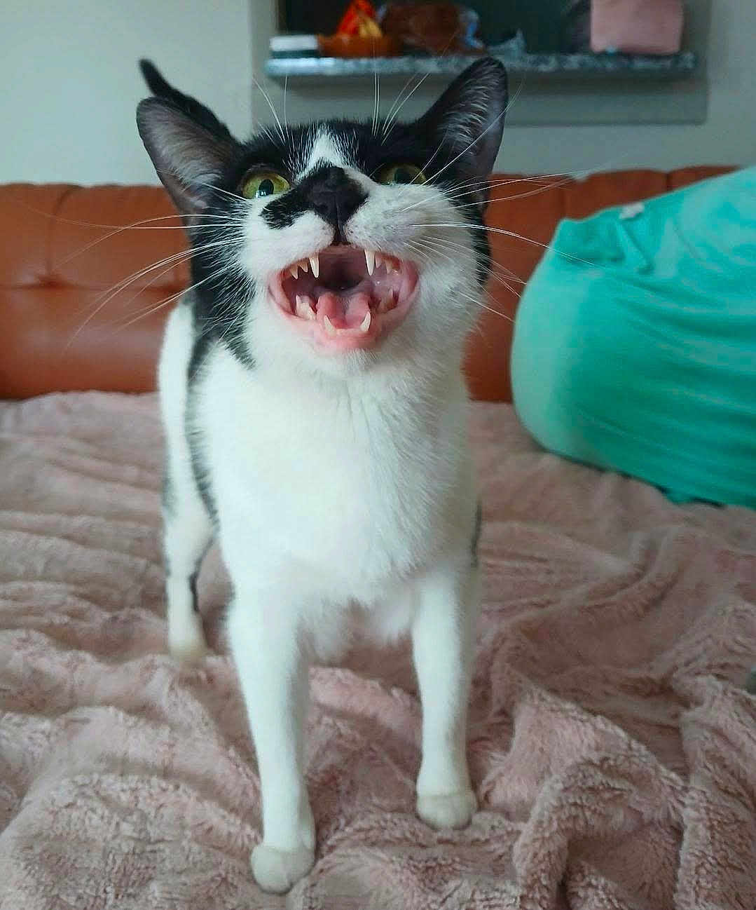 Vidalia joined the competition — help win amazing prizes! cat, black_and_white, animal, pet, feline, teeth, mouth_open, whiskers, blanket, couch, indoor, fur, green_eyes, tail, paws, home, cute, close_up, expression, resting_place