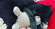 Dieseil participe au concours pour gagner de l'argent avec cette photo : animal, black_cat, blanket, cat, close_up, comfort, cozy, cute, fur, hugging, indoor, nap, pet, pink, plush, relaxed, resting, sleeping, soft_texture, stuffed_toy