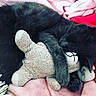 black_cat, cat, sleeping, stuffed_toy, plush, hugging, blanket, soft_texture, cozy, indoor, resting, pet, animal, cute, relaxed, fur, comfort, nap, close_up, pink