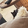 black_cat, cat, pet, animal, indoor, tile_floor, wood_furniture, blanket, fringe, remote_control, water_bottle, curious, cozy, home_interior, table, peeking, furniture, domestic, resting, relaxed