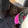 cat, gray_cat, pet, indoor, furry, yellow_eyes, pink_toy, playful, paw, tongue_out, texture, closeup, relaxed, cute, animal, domestic_animal, soft, fur, resting, cozy