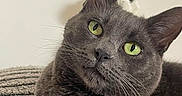 Dieseil a rejoint le concours — aidez-le/la à gagner de superbes lots ! cat, gray_cat, green_eyes, close_up, pet, feline, whiskers, soft_toy, blanket, indoor, cozy, portrait, animal, cute, relaxed, texture, fur, lying_down, domestic_cat, curious