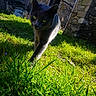 cat, gray_cat, green_eyes, grass, outdoor, sunlight, stone_wall, old_building, curious, walking, nature, daylight, animal, pets, close_up, texture, shadows, adventure, exploration, feline