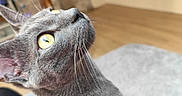 Titan a rejoint le concours — aidez-le/la à gagner de superbes lots ! cat, gray_cat, yellow_eyes, whiskers, indoor, pet, feline, curious, close_up, portrait, animal, looking_up, soft_light, blurred_background, domestic_cat, short_fur, alert, side_profile, mammal, cute