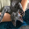 kitten, gray_cat, cat, pet, animal, feline, paw, stretching, upside_down, curious, playful, person, arm, blanket, blue, cozy, indoor, fur, close_up, resting