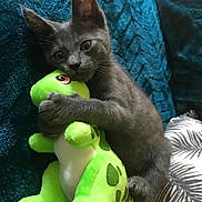 Titan a rejoint le concours — aidez-le/la à gagner de superbes lots ! animal, blanket, blue_blanket, cat, close_up, comfort, cozy, cuddling, cute, dinosaur, feline, gray_cat, green, hugging, indoor, kitten, pet, plush_toy, resting, stuffed_animal