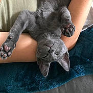 Titan a rejoint le concours — aidez-le/la à gagner de superbes lots ! kitten, gray_cat, sleeping, paw_pads, upside_down, person, arm, blanket, cozy, indoor, relaxing, cute, pet, feline, fur, resting, animal, soft, comfort, nap