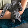 kitten, gray_cat, sleeping, paw_pads, upside_down, person, arm, blanket, cozy, indoor, relaxing, cute, pet, feline, fur, resting, animal, soft, comfort, nap