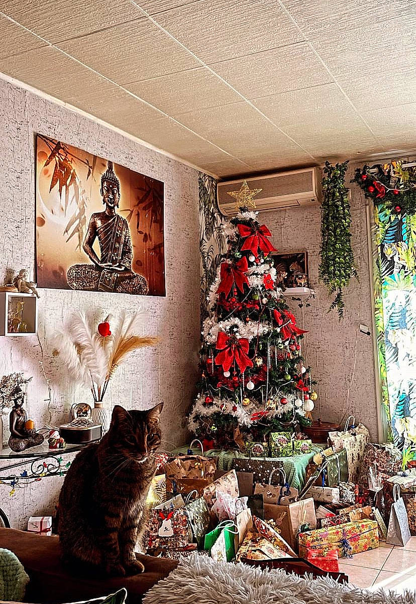 Fripon a rejoint le concours — aidez-le/la à gagner de superbes lots ! carnivore, cat, christmas, christmas_decoration, christmas_ornament, christmas_tree, couch, decoration, event, felidae, holiday_ornament, interior_design, living_room, ornament, plant, small_to_medium_sized_cats, tints_and_shades, tree, whiskers, wood