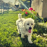 Benny Blanco is registered to the contest to win money with this photo: building, canine, daytime, dog, fence, flower, garden, grass, greenery, happy, nature, outdoor, pet, sidewalk, spring, sunbeam, sunlight, tulip, walk, yard