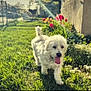 building, canine, daytime, dog, fence, flower, garden, grass, greenery, happy, nature, outdoor, pet, sidewalk, spring, sunbeam, sunlight, tulip, walk, yard