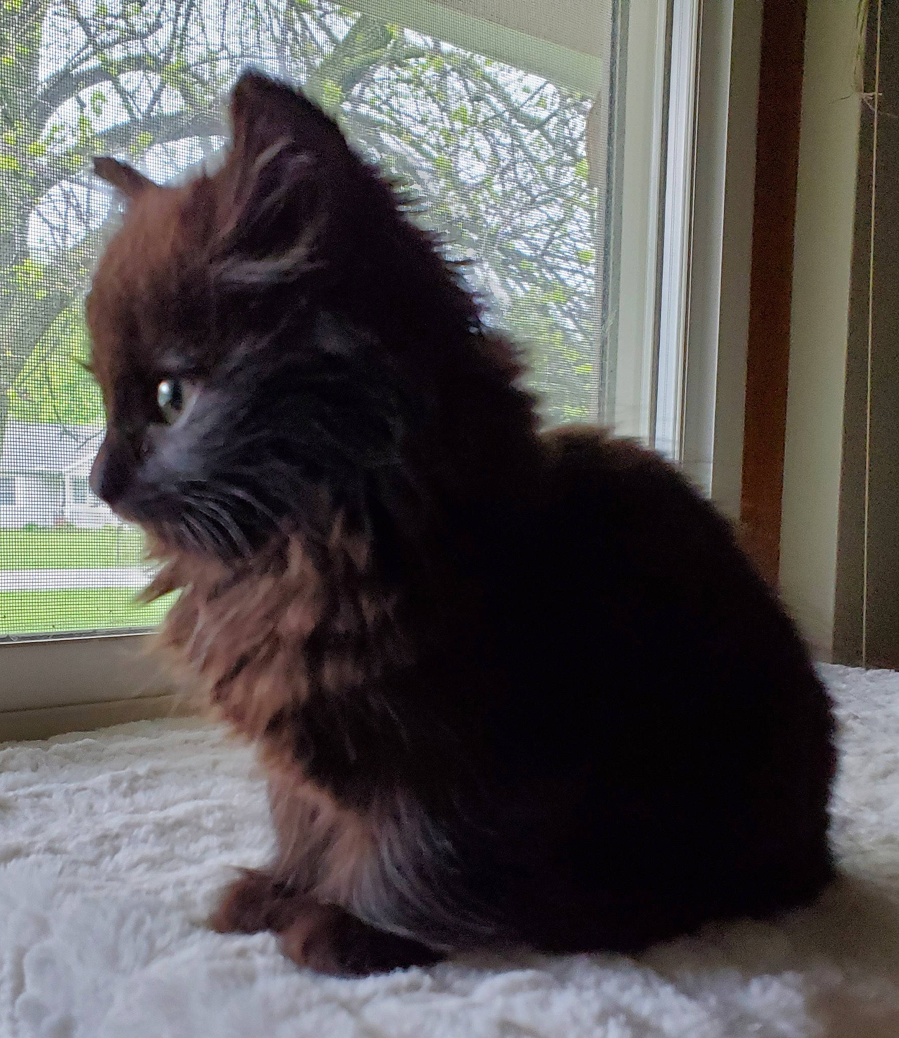 Kiera joined the competition — help win amazing prizes! black_cat, british_longhair, carnivore, cat, claw, domestic_short_haired_cat, felidae, fur, sitting, small_to_medium_sized_cats, snout, tail, terrestrial_animal, whiskers, window