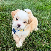 Theo is registered to the contest to win money with this photo: adorable, animal, canine, collar, cute, dog, fluffy, fur, grass, greenery, lying_down, nature, outdoor, pet, playful, puppy, small_dog, summer, tag, young_dog