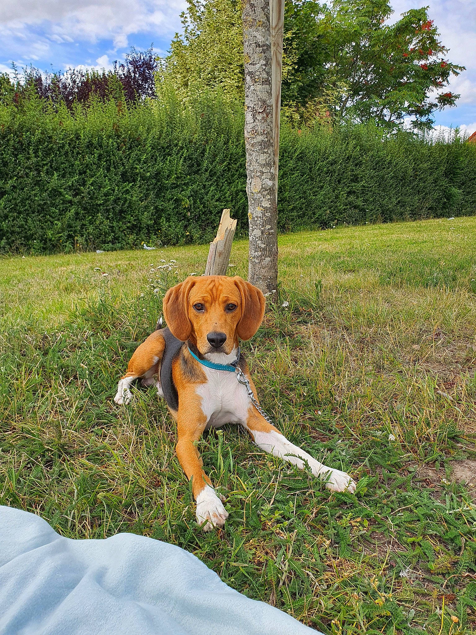 Prince a rejoint le concours — aidez-le/la à gagner de superbes lots ! american_foxhound, beagle, beagle_harrier, canidae, carnivore, companion_dog, dog, dog_breed, english_foxhound, estonian_hound, finnish_hound, grass, harrier, hound, hunting_dog, mammal, posavac_hound, sporting_group, treeing_walker_coonhound, vertebrate