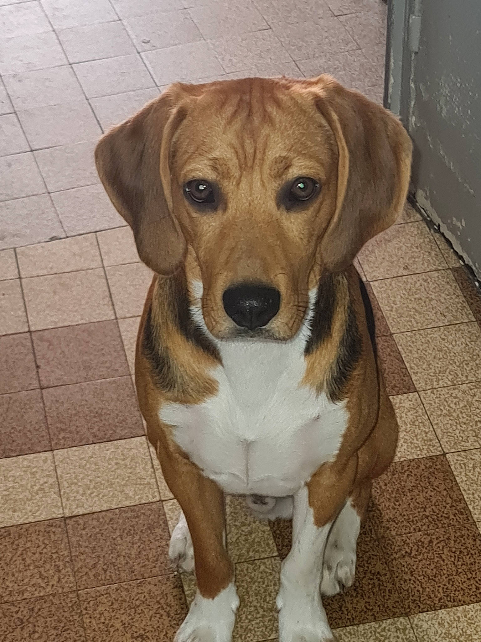 Prince participe au concours pour gagner de l'argent avec cette photo : american_foxhound, beagador, beagle, beagle_harrier, canidae, carnivore, companion_dog, dog, dog_breed, fawn, harrier, hound, hunting_dog, mammal, mountain_cur, posavac_hound, rare_breed_dog, snout, sporting_group, vertebrate