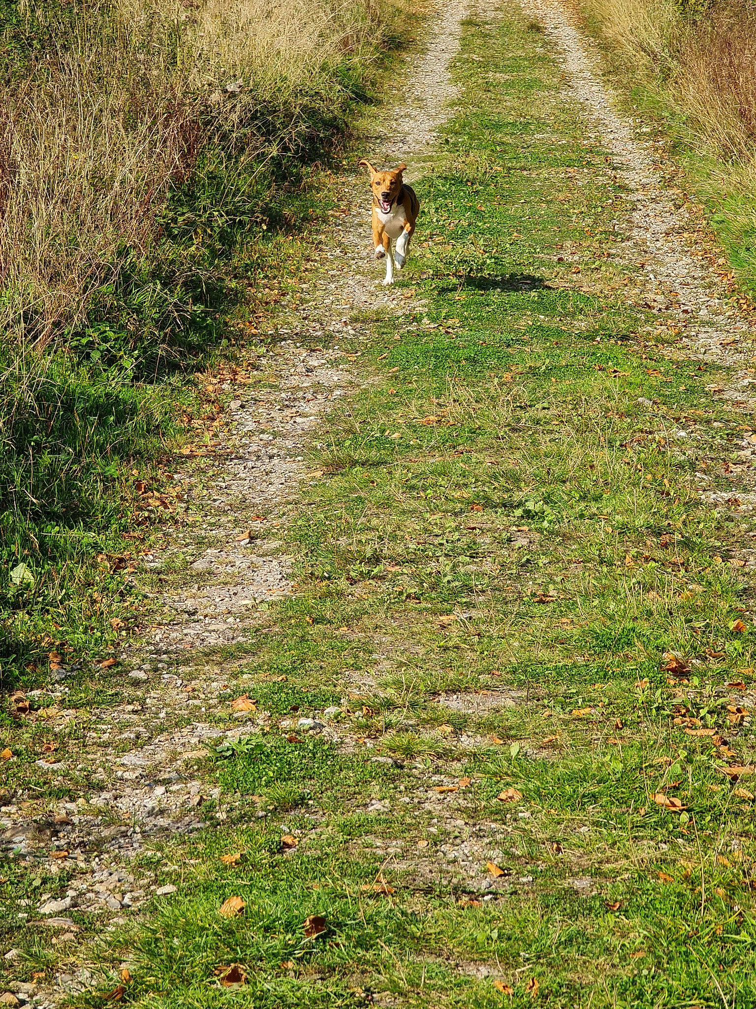 Prince a rejoint le concours — aidez-le/la à gagner de superbes lots ! canidae, fawn, grass, grass_family, grassland, lawn, meadow, pasture, plant, sporting_group, tree