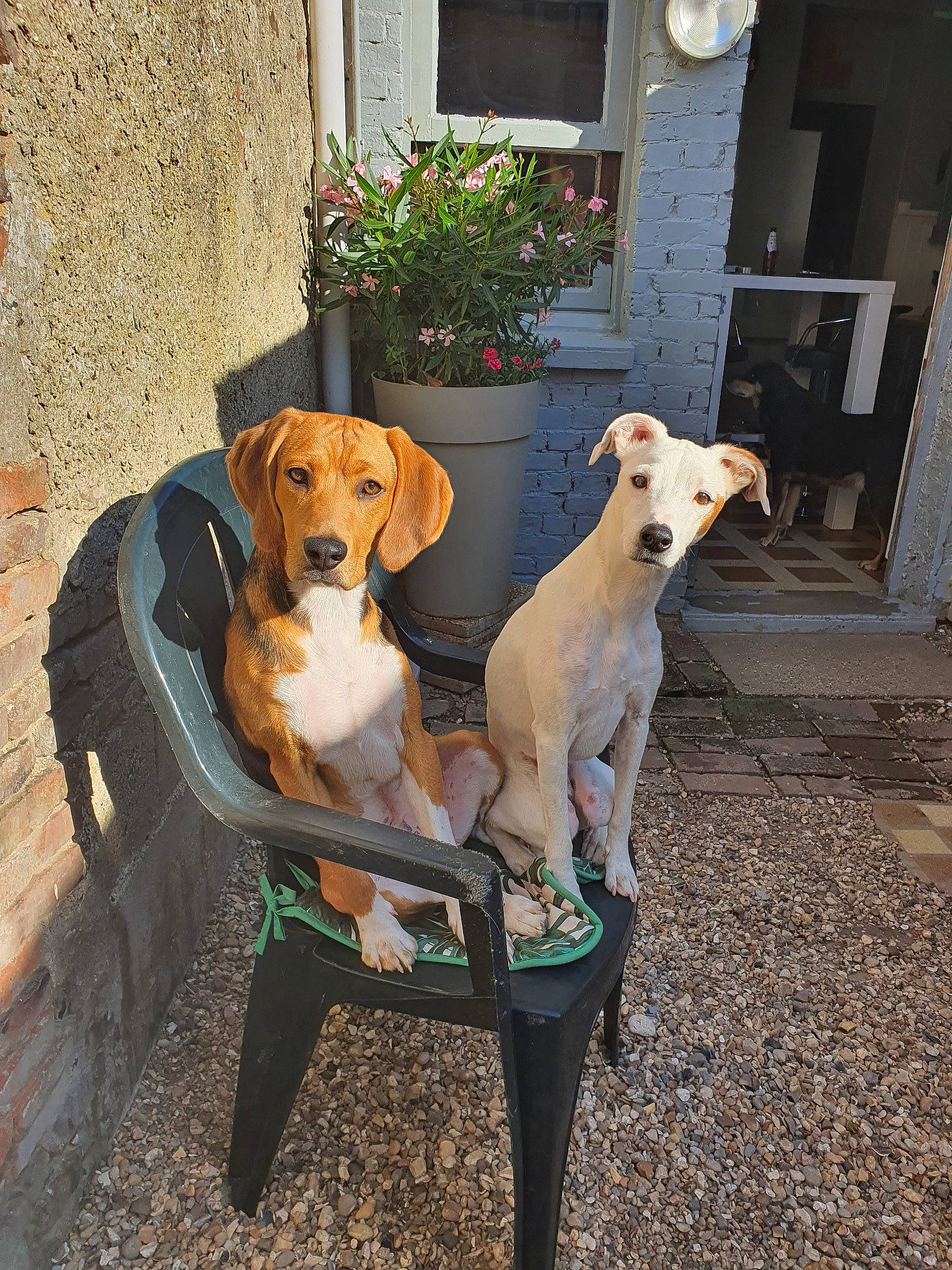 Prince a rejoint le concours — aidez-le/la à gagner de superbes lots ! american_foxhound, canidae, carnivore, companion_dog, dog, dog_breed, fawn, hunting_dog, mammal, pointer, portuguese_pointer, posavac_hound, rare_breed_dog, sporting_group, tail, treeing_walker_coonhound, vertebrate