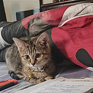 Citrine is registered to the contest to win money with this photo: animal, bed, bell, blanket, cat, collar, cozy, curious, cute, domestic, feline, indoor, kitten, paper, pen, pet, resting, soft, tabby, young