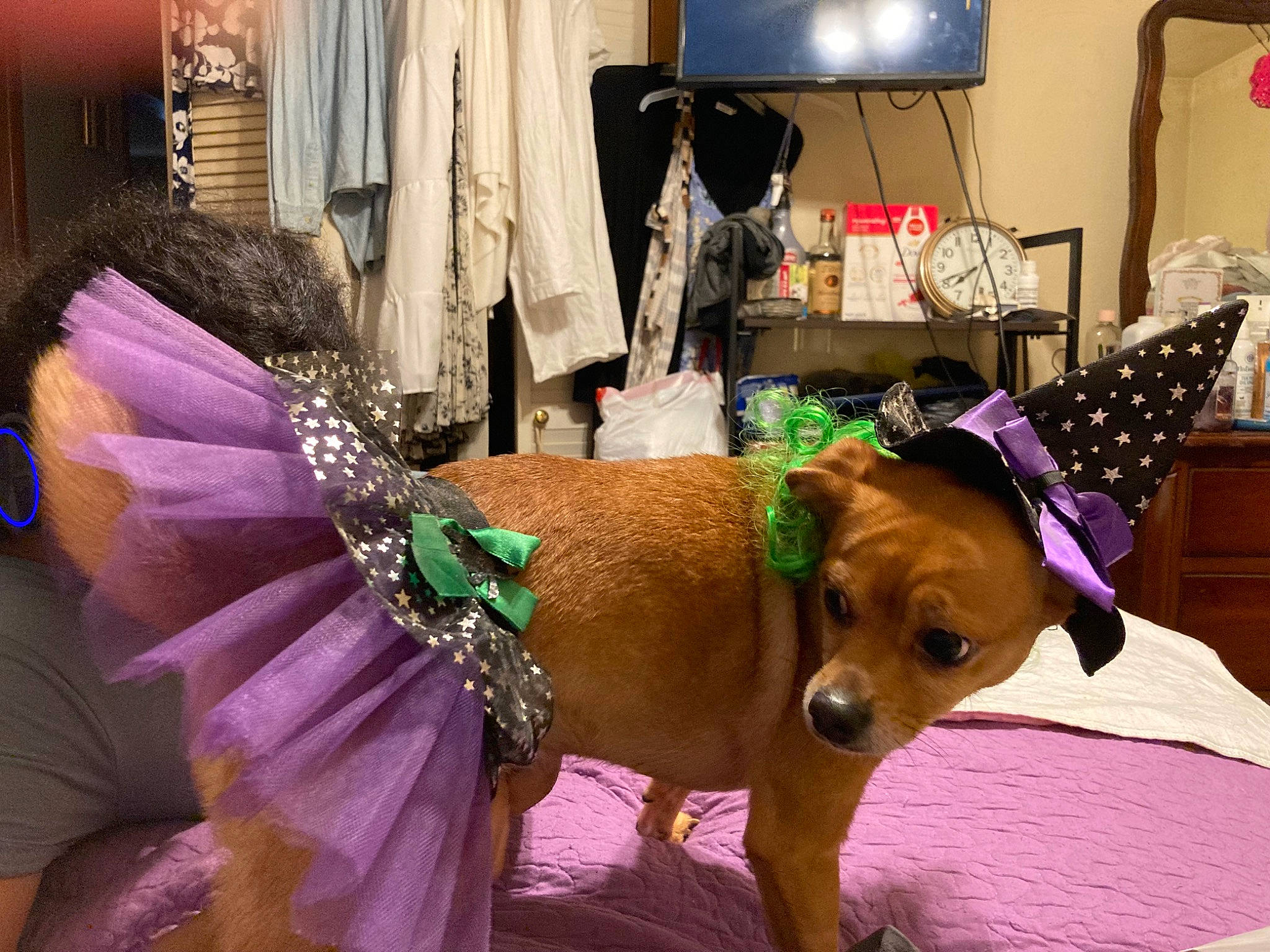 Gypsy is registered to the contest to win money with this photo: carnivore, collar, companion_dog, curtain, dog, dog_breed, dog_clothes, dog_supply, event, fashion_accessory, fawn, fur, leash, pet_supply, pink, purple, tail, television, toy_dog, working_animal