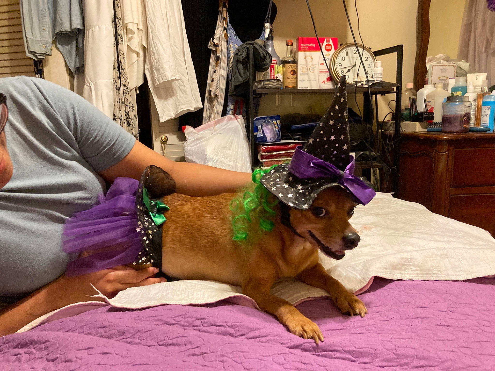 Gypsy joined the competition — help win amazing prizes! bag, canidae, carnivore, comfort, companion_dog, dog, dog_breed, event, fashion_accessory, fashion_design, fawn, flooring, fur, linens, luggage_and_bags, purple, room, sitting, sporting_group, working_animal