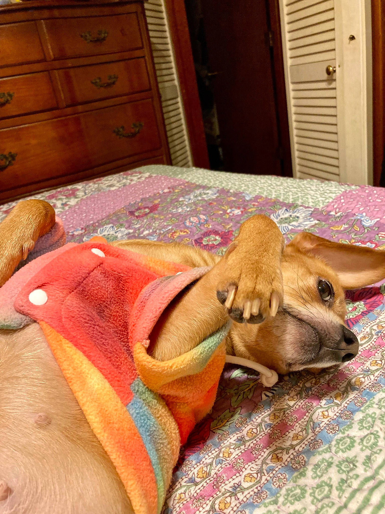 Gypsy is registered to the contest to win money with this photo: cabinetry, carnivore, chest_of_drawers, comfort, companion_dog, dog, dog_breed, dog_supply, drawer, fawn, floor, flooring, hardwood, linens, liver, pet_supply, room, textile, wood, working_animal