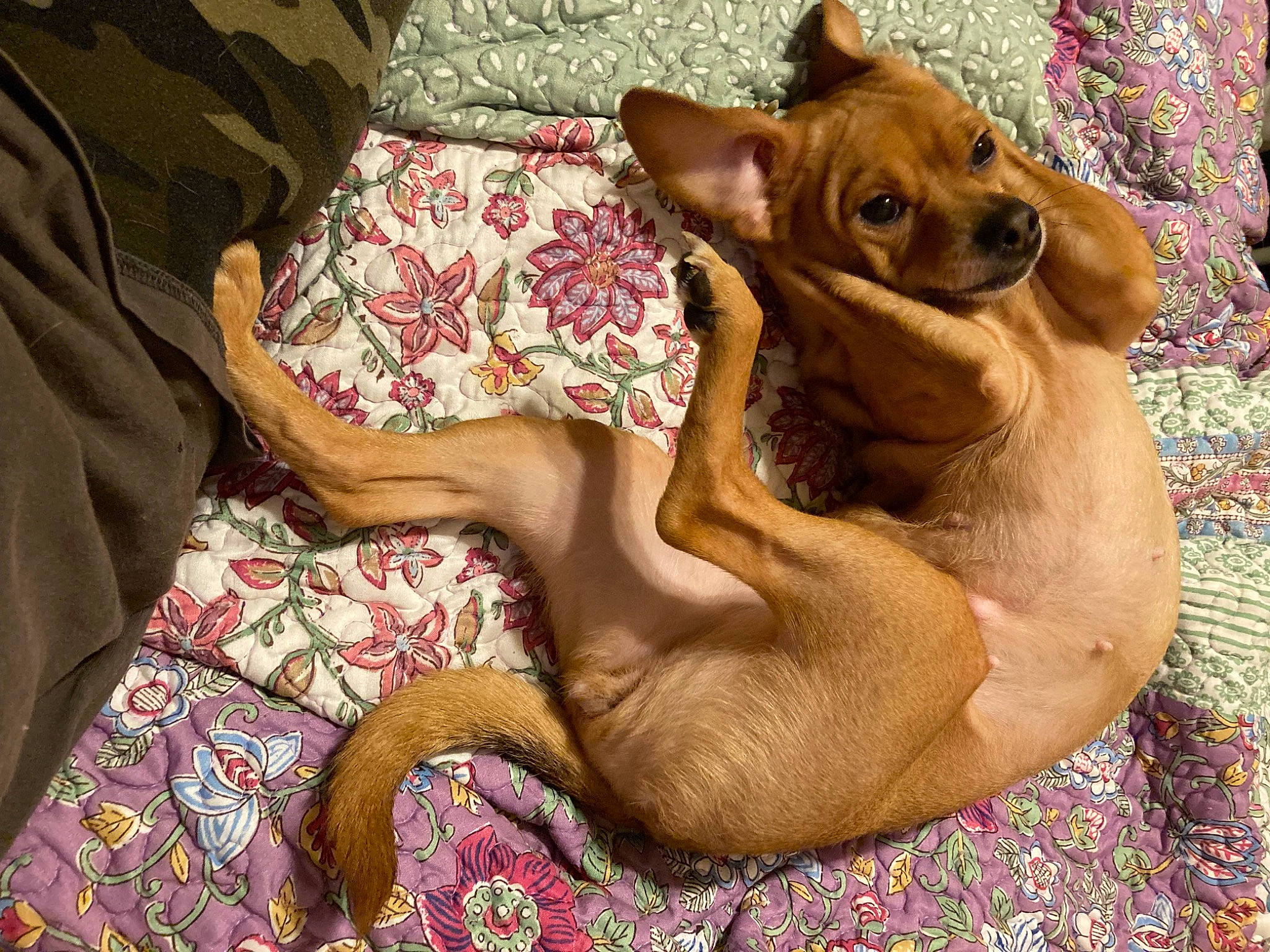 Gypsy joined the competition — help win amazing prizes! canidae, carnivore, collar, comfort, companion_dog, dog, dog_breed, dog_collar, dog_supply, ear, fawn, liver, pattern, paw, pet_supply, snout, sporting_group, toy_dog, whiskers, working_animal