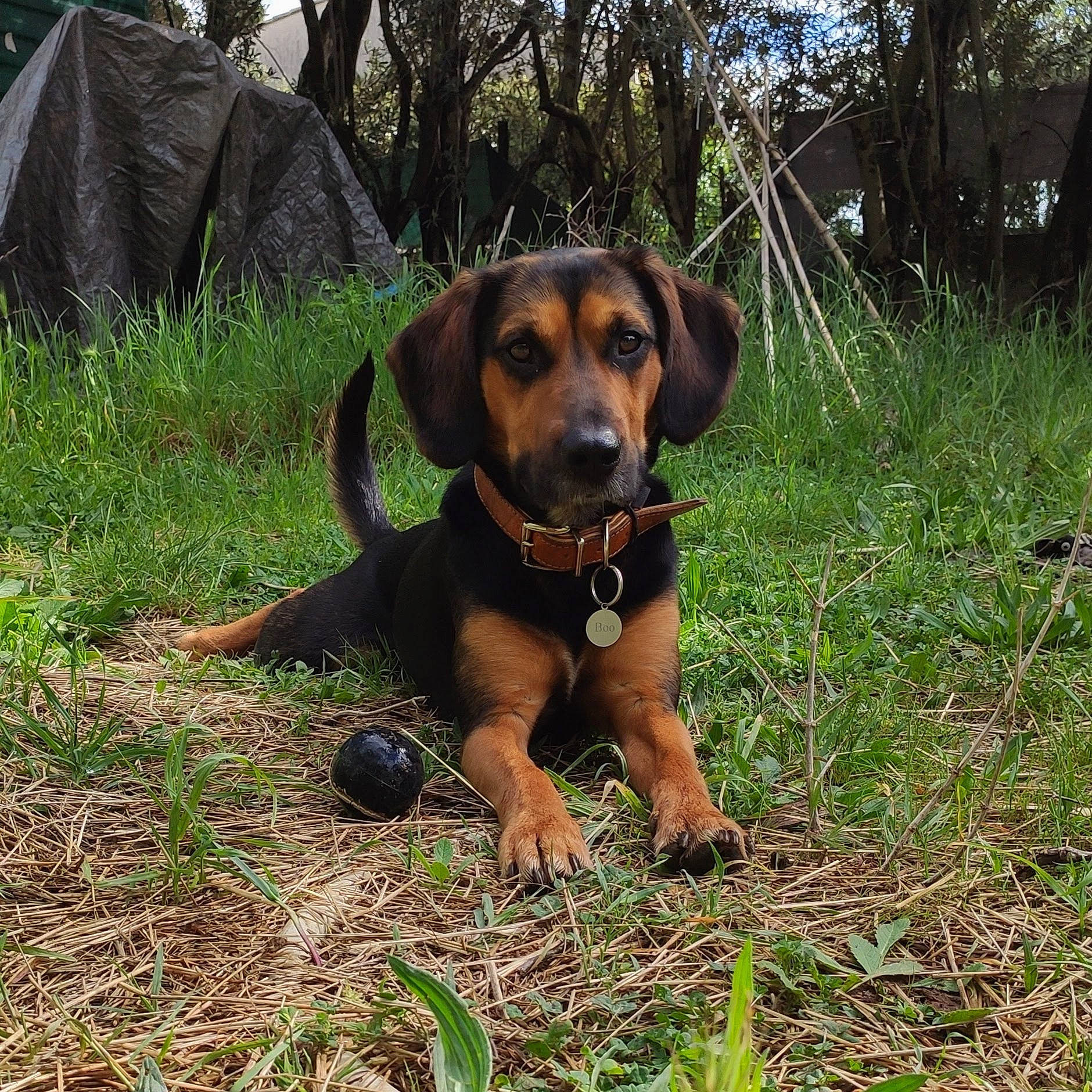 Boo a rejoint le concours — aidez-le/la à gagner de superbes lots ! canidae, carnivore, companion_dog, dog, dog_breed, grass, guard_dog, hound, hunting_dog, liver, plant, sporting_group, terrestrial_animal, tree, working_animal, working_dog