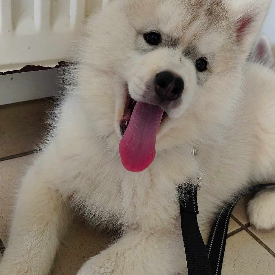Aqua participe au concours pour gagner de l'argent avec cette photo : animal, canine, closeup, cute, dog, domestic, fluffy, happy, indoor, leash, pet, pet_accessory, playful, puppy, radiator, resting, tile_floor, tongue_out, white_fur, young_dog
