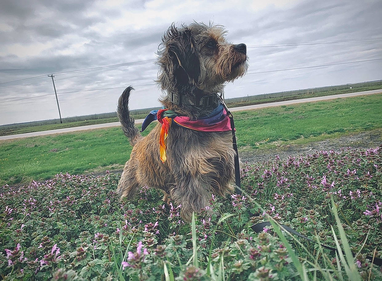Cash is registered to the contest to win money with this photo: cairn_terrier, canidae, carnivore, dog, dog_breed, flower, lakeland_terrier, mammal, plant, sporting_group, terrier, wildflower