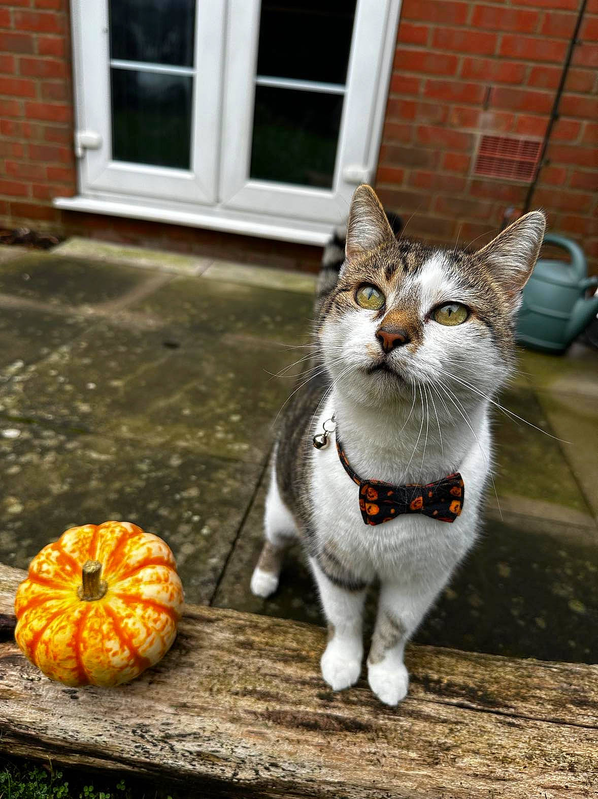 Mitt Mitt is registered to the contest to win money with this photo: calabaza, carnivore, cat, collar, cucurbita, door, felidae, gourd, grass, grey, plant, pumpkin, road_surface, small_to_medium_sized_cats, snout, squash, vegetable, whiskers, window, winter_squash